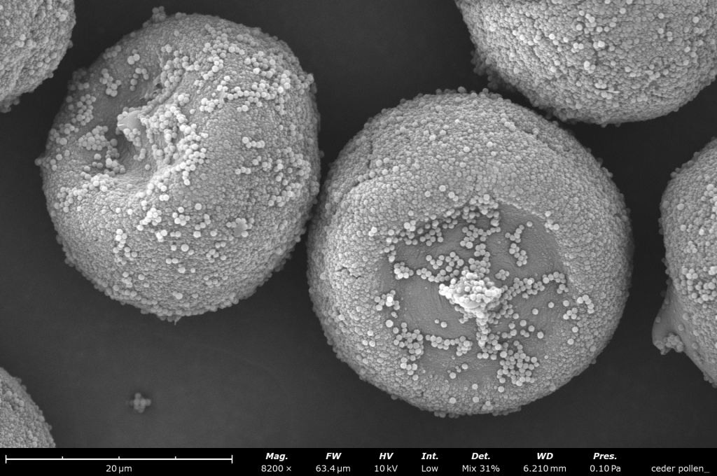 雪松花粉的台式扫描电镜图像