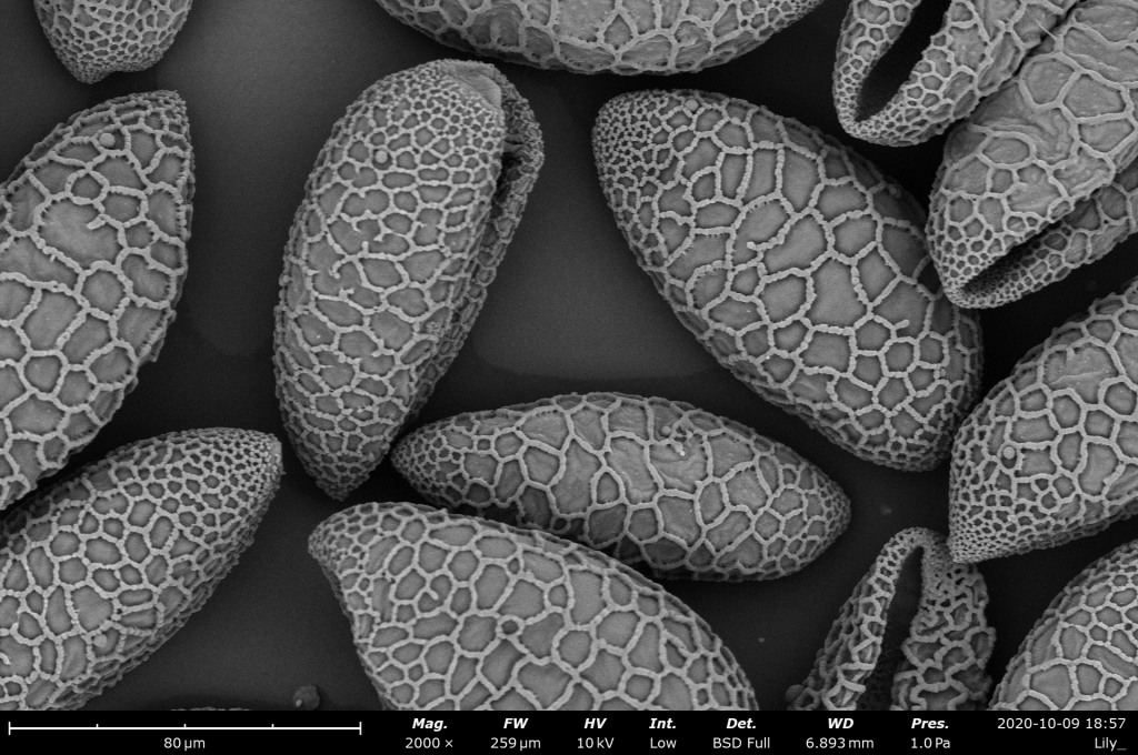 百合花粉的桌面扫描电镜图像