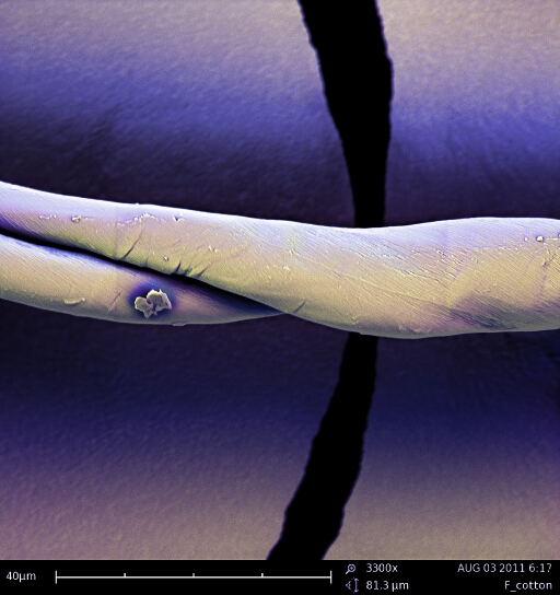 彩色扫描电镜图像的棉花