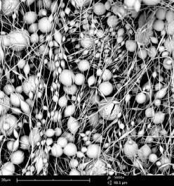 聚己内酯纳米纤维的扫描电镜成像