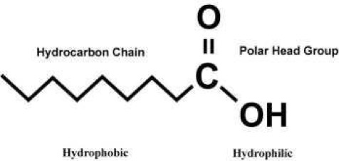 两亲分子两亲分子的组成部分。