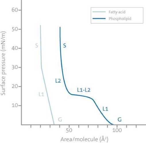 脂肪酸等温线。
